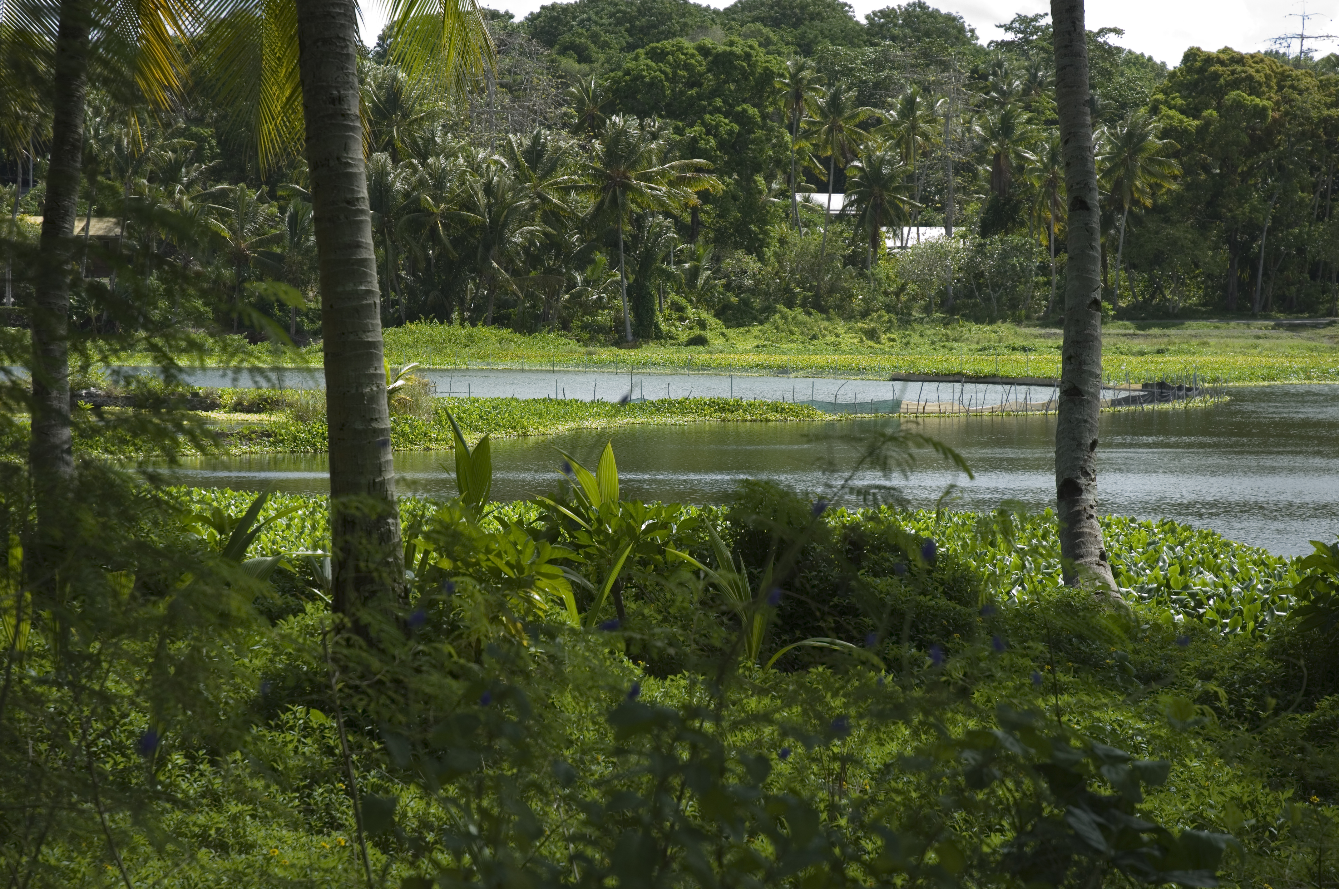 Buada Lagoon, surrounded by coconut palms
